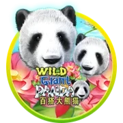 Wild Giant Panda